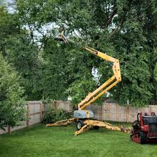 Best Tree Health Inspection  in Buckhead Ridge, FL